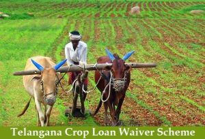 telangana crop loan waiver scheme 2022