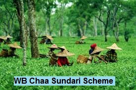 wb chaa sundari scheme
