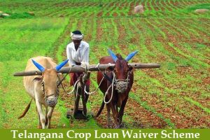 telangana crop loan waiver scheme