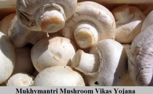 mukhyamantri mushroom vikas yojana 2024