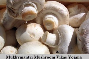 mukhyamantri mushroom vikas yojana